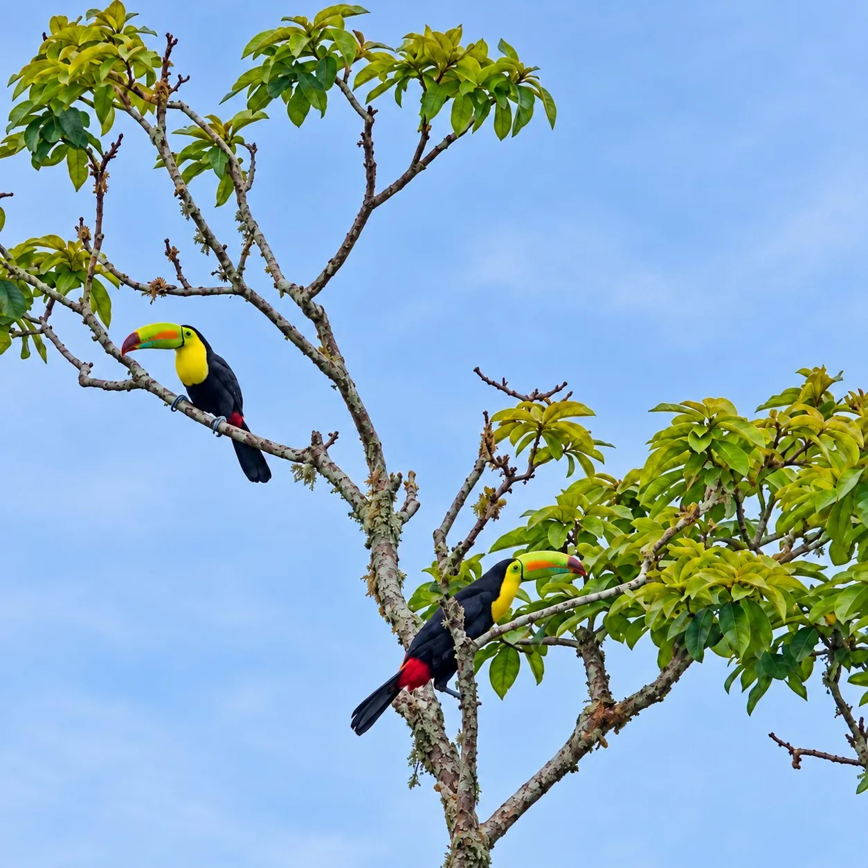 Dos tucanes entre los árboles en La Pastora de Turrialba