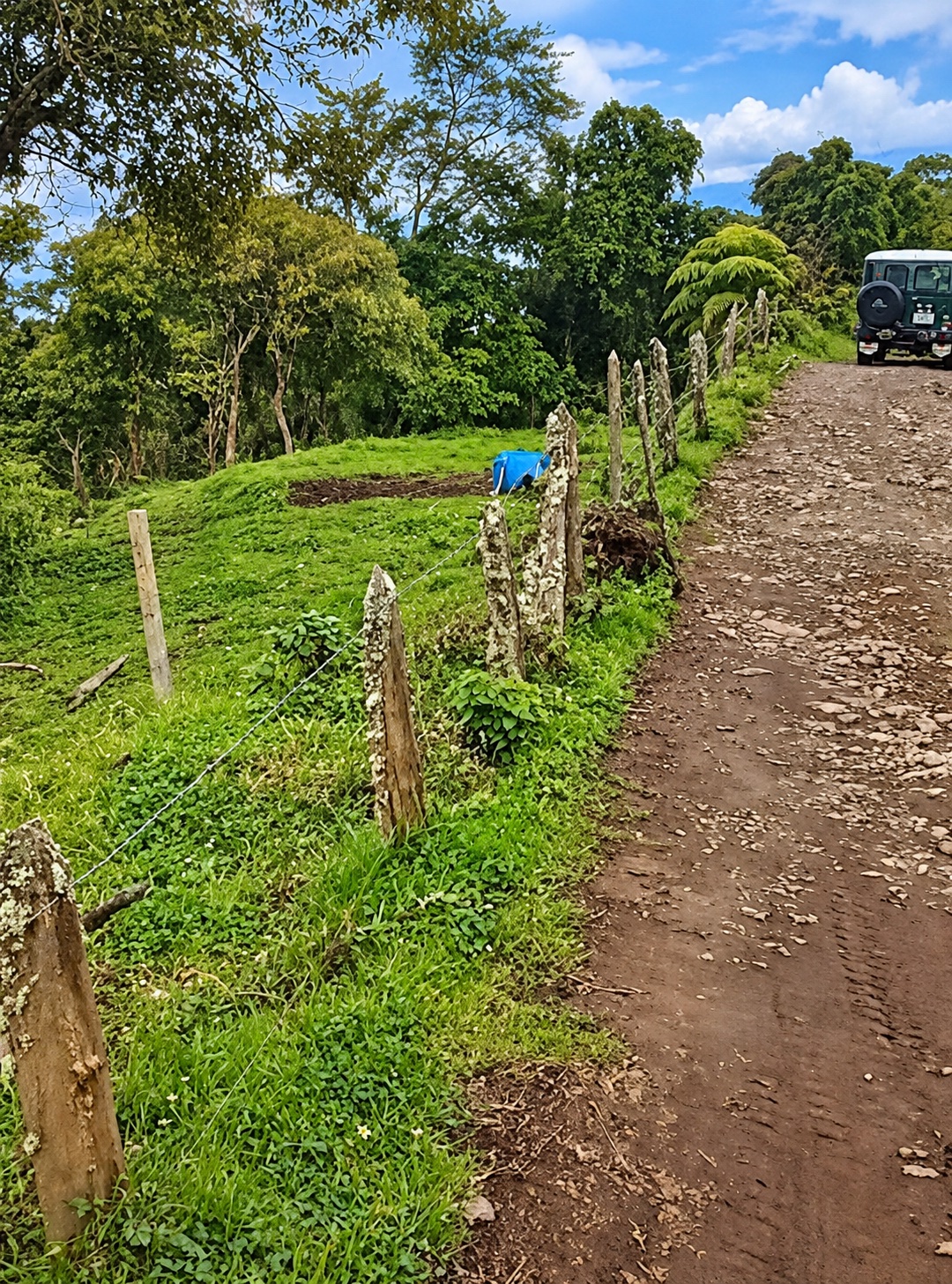 Camino de acceso y entorno arbolado